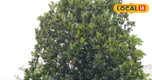 Read more about the article गुणों का भंडार है कटहल, वजन घटाने में सहायक और हार्ट को रखे एकदम तंदरुस्त-Jackfruit is a storehouse of qualities, helpful in weight loss and keeps the heart healthy