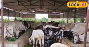 Read more about the article गोमूत्र से सोलापुर के भाई बहन कर रहे लाखों की कमाई, जानें मालामाल होने का तरीका