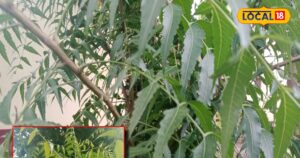 Read more about the article Neam Benefits and disadvantage Treatment of boils and skin diseases How much Neem leaves should be eaten – News18 हिंदी