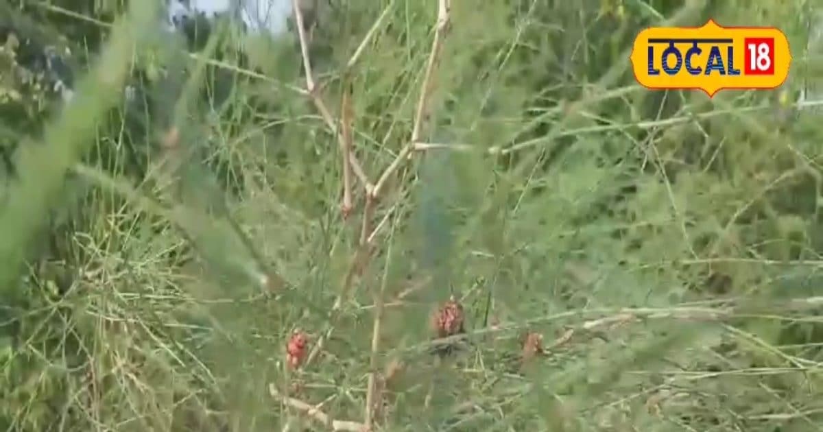 You are currently viewing बड़ा ही चमत्कारी है ये फूल, शरीर में नहीं होने देता पानी की कमी