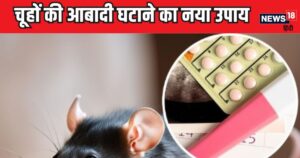 Read more about the article चूहों से ये सुपर पॉवर भी परेशान, खोजा आबादी घटाने का नया उपाय, इंसानों में असरदार इस चीज का करेगा इस्तेमाल