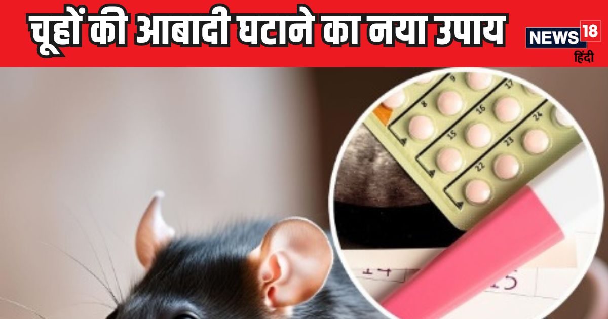 You are currently viewing चूहों से ये सुपर पॉवर भी परेशान, खोजा आबादी घटाने का नया उपाय, इंसानों में असरदार इस चीज का करेगा इस्तेमाल