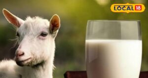 Read more about the article Dengue Fever : बकरी का दूध; डेंगू के इलाज में मददगार या जानलेवा मिथक? जानें एक्सपर्ट की राय