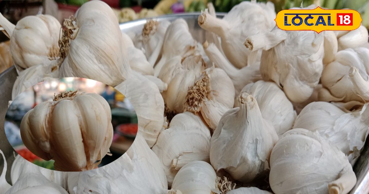 You are currently viewing Health Tips : रोज ऐसे करें लहसुन का इस्तेमाल, सभी पूछेंगे क्या है सेहत का राज? एक्सपर्ट से जानें तरीका