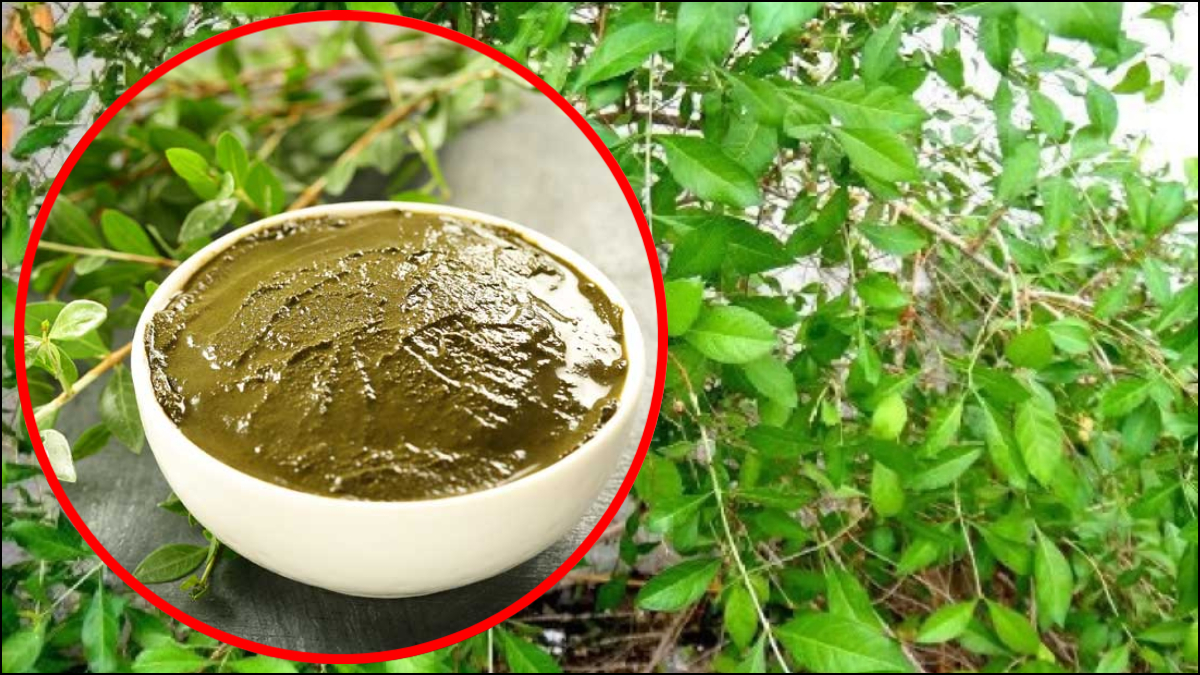 You are currently viewing हरे पत्तों वाली मेहंदी को बालों में कैसे लगा सकते हैं, जानिए इस्तेमाल करने का आसान तरीका