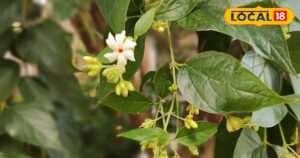 Read more about the article जमा कफ निकलेगा बाहर, जोड़ों का दर्द होगा छूमंतर, पेन किलर से भी तगड़ा है… इन हरी पत्तियों का काढ़ा!