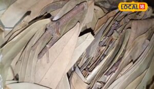 Read more about the article सेहत के लिए वरदान हैं ये चमत्कारी पत्ते, उल्टी-दस्त से तुरंत दिलाते हैं राहत, पाचन तंत्र हो जाएगा मजबूत!