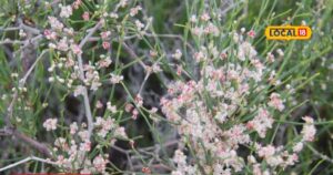 Read more about the article health benefits of rajasthan rare medicinal plant fogla sa