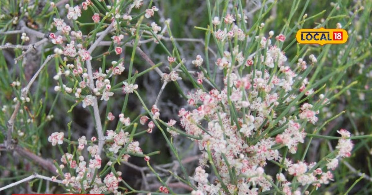 You are currently viewing health benefits of rajasthan rare medicinal plant fogla sa