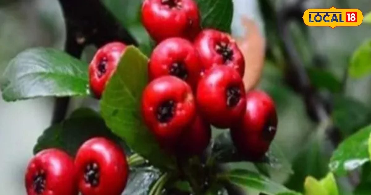 You are currently viewing benefits Ghingaru fruit for Cholesterol treatment of diabetes diseases high blood pressure – News18 हिंदी