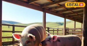 Read more about the article पशुपालकों के लिए धांसू स्कीम, 2106 रुपए लगाकर सालाना लगा सकते हैं 5 लाख