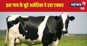 Read more about the article कौन है दुनिया में सबसे ज्यादा दूध देने वाली गाय, एक बार में भर जाती हैं 5 बाल्टियां