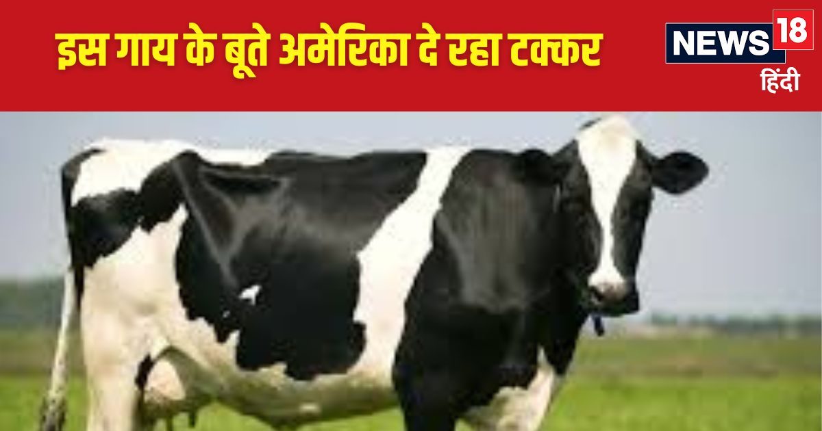 You are currently viewing कौन है दुनिया में सबसे ज्यादा दूध देने वाली गाय, एक बार में भर जाती हैं 5 बाल्टियां