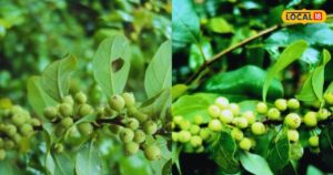 Read more about the article औषधीय गुणों से भरपूर है ये पेड़, हड्डियों को बनाता है मजबूत