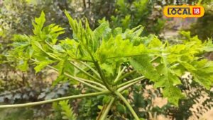 Read more about the article इन पांच पौधों में छिपा है सेहत का राज, शरीर को नहीं बनने देंगे बीमारियों का घर