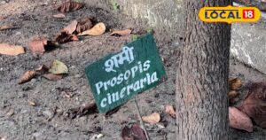 Read more about the article बड़े कमाल का ये पौधा, आयुर्वेदिक गुणों के साथ धार्मिक महत्त्व के लिए भी मशहूर