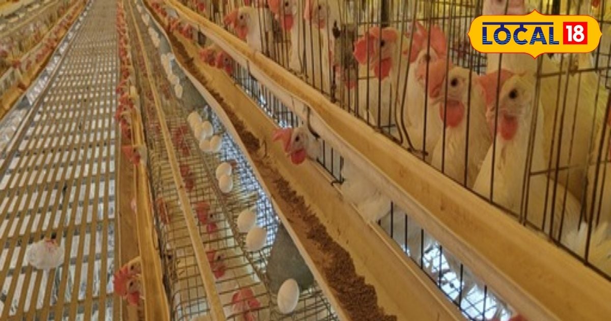 You are currently viewing कोरोना में कारोबार हुआ ठप, फिर अब्बा ने दी सलाह, अंडे से मिल गया कामयाबी का फंडा