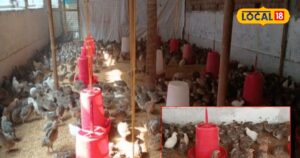 Read more about the article न मुर्गी…न बत्तख, इस जंगली पक्षी का करें पालन,अंडे-मांस दोनों से होगा मुनाफा