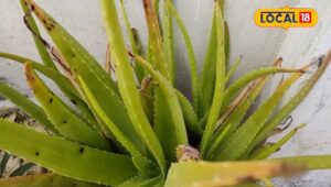 Read more about the article आंतों में सूजन से लेकर शरीर की कमजोरियों तक…हर मर्ज का इलाज है घर-घर पाया जाने वाला ये पौधा