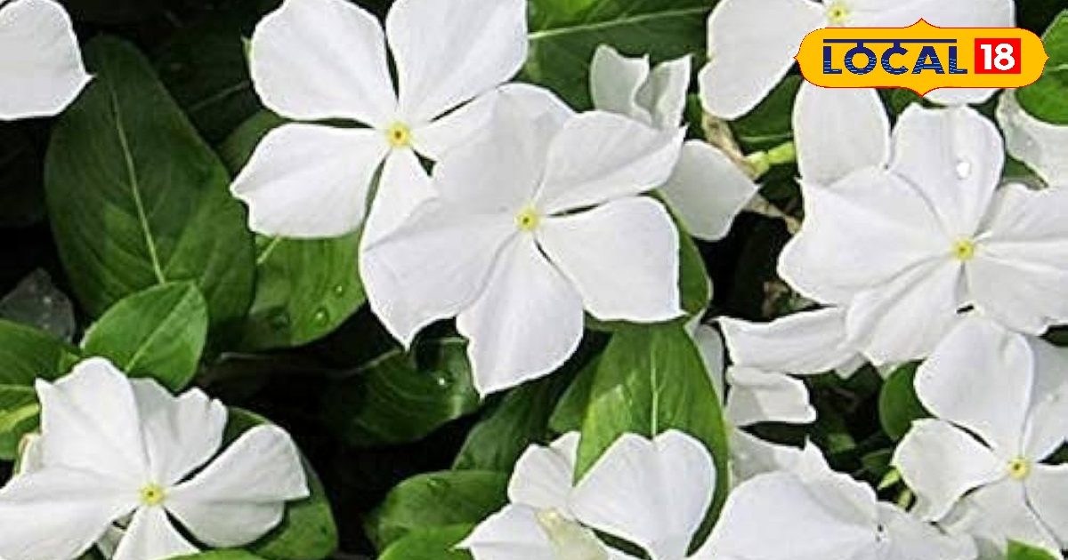 You are currently viewing Sadabahar Flower Benefits: बड़े काम के सदाबहार के फूल, स्किन की इन दिक्कतों से मिलेगा छुटकारा