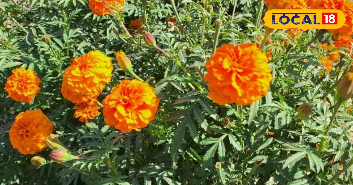 You are currently viewing नहीं जानते होंगे गेंदा के पत्ते, फूल और बीज के ये फायदेमंद, फोड़े-फुंसी से लेकर खांसी तक का करता है सफाया