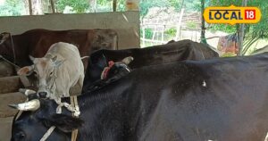 Read more about the article नौकरी में नहीं लगा मन, तो गांव आकर पाली इन नस्लों की गाय-भैंस, सालाना लाखों…