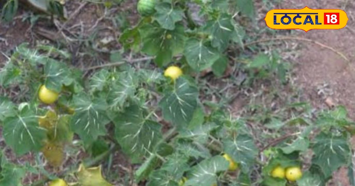 You are currently viewing 100 मर्ज की एक दवा है यह कांटेदार पौधा…जड़, फल-फूल सब औषधि, पाइल्स से लेकर दांत दर्द तक में असरदार