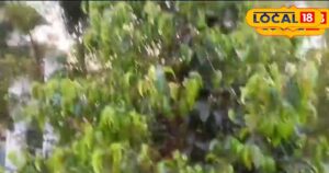 Read more about the article दवाईयों का बाप है ये पौधा! चुटकी में सिर दर्द की बीमारियों को कर देता है गायब, फायदे जानकर रह जाएंगे हैरान – News18 हिंदी