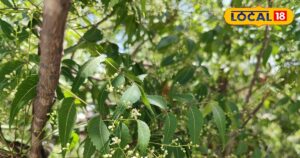 Read more about the article Neem Flowers health benefits know here – News18 हिंदी