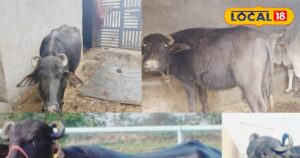 Read more about the article कम जगह और कम खर्च में पाले यह भैंस, पाएं शानदार दूध उत्पादन और बढ़ाएं आमदनी, जानें कैसे?