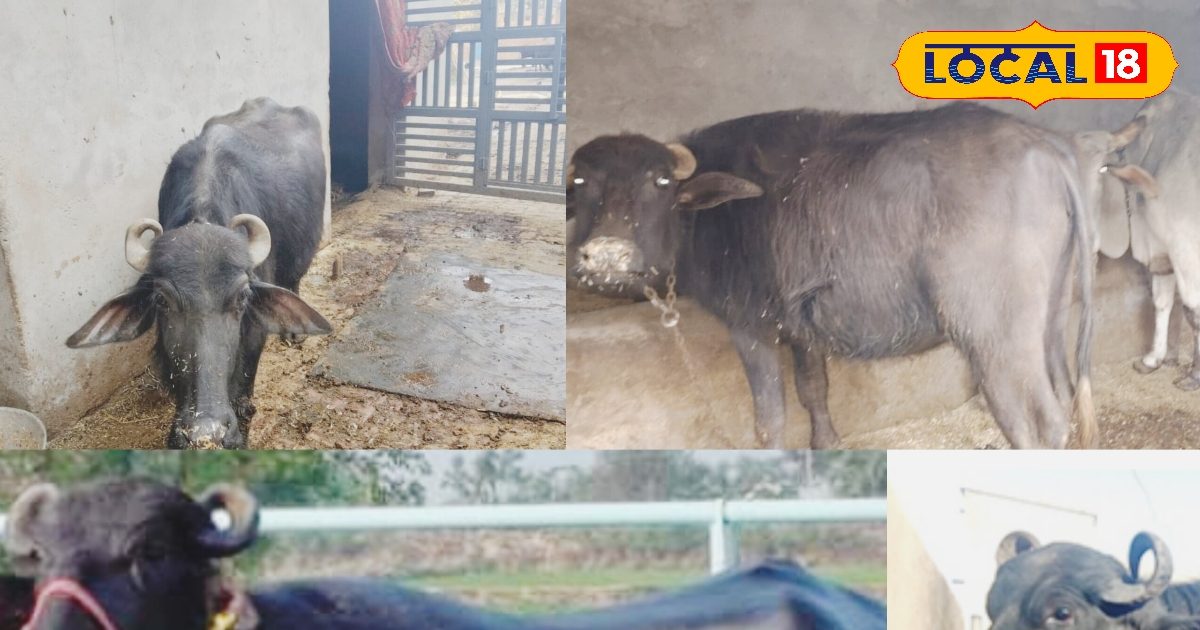 You are currently viewing कम जगह और कम खर्च में पाले यह भैंस, पाएं शानदार दूध उत्पादन और बढ़ाएं आमदनी, जानें कैसे?