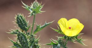 Read more about the article इस पौधे को जड़ समेत पूरा खा जाइये, नपुंसकता दूर करने में कारगर ! हर हिस्से में देसी दवाओं का भंडार