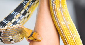 Read more about the article सांप के काटने से हो गई है मृत्यु? क्यों शव को न तो दफनाते हैं और न ही किया जाता है दाह संस्कार, जानें क्या करते हैं मृतक के शरीर का?