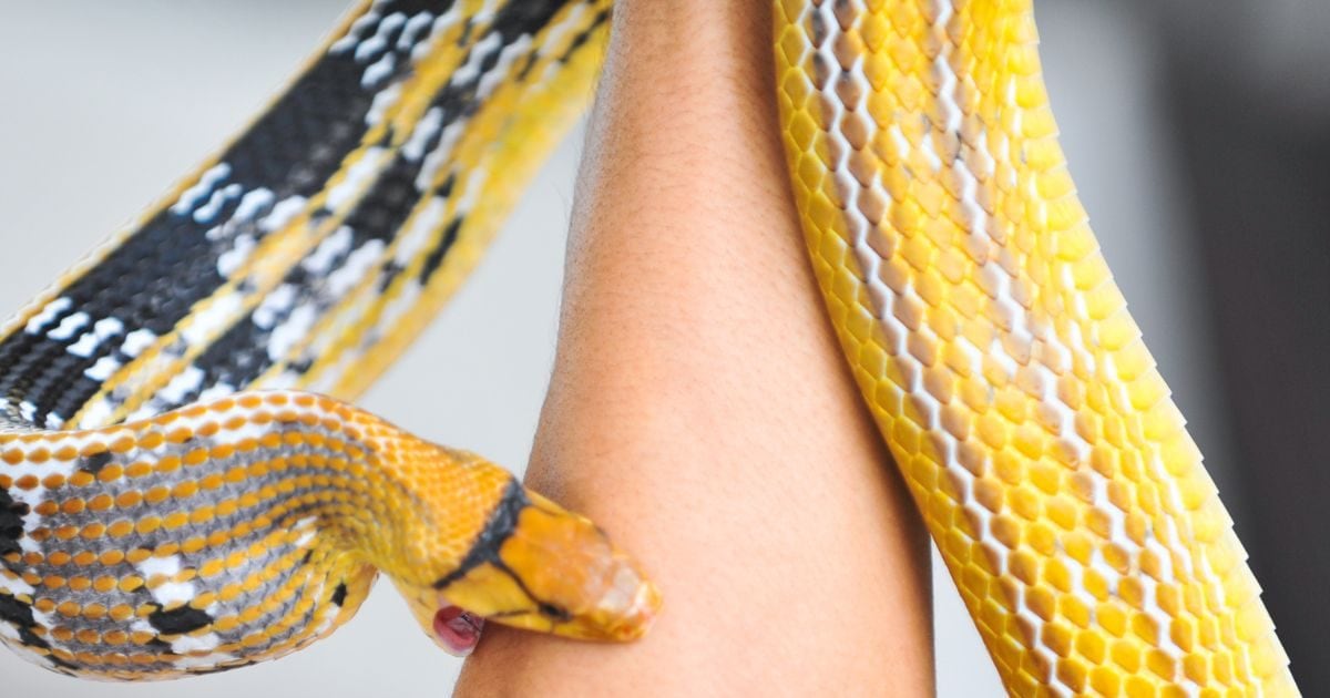 You are currently viewing सांप के काटने से हो गई है मृत्यु? क्यों शव को न तो दफनाते हैं और न ही किया जाता है दाह संस्कार, जानें क्या करते हैं मृतक के शरीर का?