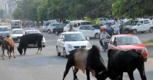 Read more about the article गाय से टकराकर कार हो गई डैमेज, क्या नुकसान की भरपाई करेगी इंश्योरेंस कंपनी?