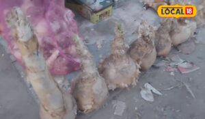 Read more about the article इस ‘हाथी के सूंड’ से बनती है दर्द खींचने की दवा, यूपी में यहां मिल रहा है इसका तेल