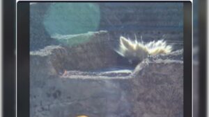 Read more about the article बंकर-बस्टर ने कैसे तबाह किया होगा ईरान का फोर्दो न्यूक्लियर प्लांट, पेंटागन ने जारी किया VIDEO फुटेज