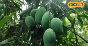 Read more about the article सेहत के लिए ‘अमृत’ हैं इस पेड़ के पत्ते, डायबिटीज से लेकर स्किन इंफेक्शन के लिए रामबाण, जानें उपयोग