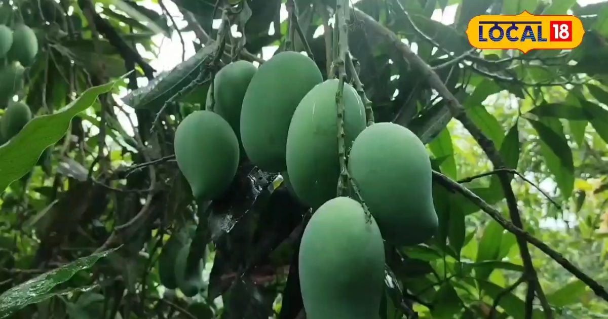 You are currently viewing सेहत के लिए ‘अमृत’ हैं इस पेड़ के पत्ते, डायबिटीज से लेकर स्किन इंफेक्शन के लिए रामबाण, जानें उपयोग