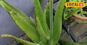 Read more about the article जड़ी-बूटियों का राजा है यह कांटेदार पौधा, इसमें छिपा है ग्लोइंग त्वचा का राज, गैस और एसिडिटी से भी दिलाता है राहत