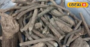 Read more about the article गले और सांस की समस्याओं के लिए फायदेमंद है यह जड़ी-बूटी, तनाव दूर करने के साथ इम्यूनिटी भी करता है बूस्ट