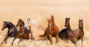 Read more about the article vastu tips for secret behind horse photo in vastu shastra। 7 दौड़ते घोड़े देंगे करियर को रफ्तार, ये फोटो से बदल सकती है किस्मत, बस सही दिशा और तरीका अपनाइए