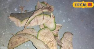 Read more about the article दवा नहीं, अब पेड़ की छाल से मिलेगा इलाज……शुगर, बीपी और गठिया में चमत्कारी असर, जानें फायदे