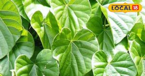 Read more about the article अमृत के सामान है इस पौधे का एक-एक पत्ता, 100 बीमारियों का है काल, खा लिया तो कभी नहीं होने देगा बीमार
