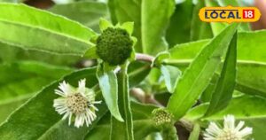 Read more about the article Hair Care Tips : ठहरिये…जिसे आप घास समझकर उखाड़ फेंक रहे थे, आपके बालों को बना सकता है काला-घना