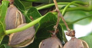 Read more about the article डीजल के पौधे की खेती बना देगी करोड़पति! बस एक बार लगाइए और 50 साल तक कमाइए, जानिए कैसे करें शुरुआत