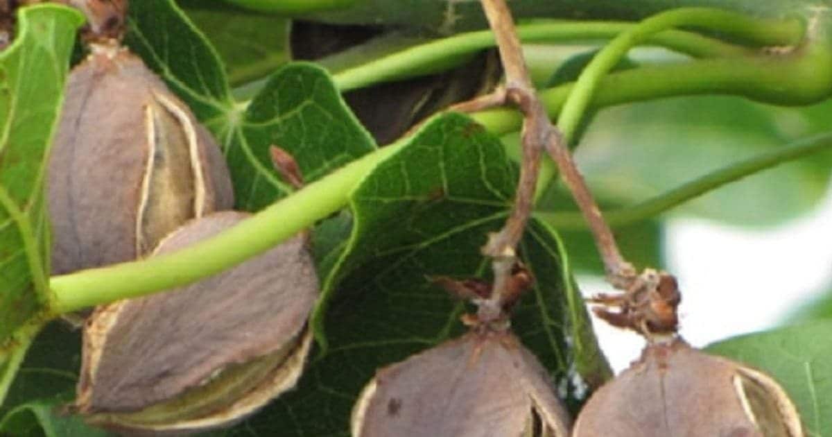 You are currently viewing डीजल के पौधे की खेती बना देगी करोड़पति! बस एक बार लगाइए और 50 साल तक कमाइए, जानिए कैसे करें शुरुआत