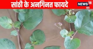 Read more about the article Santhi surprising health benefits: सांठी एक प्राकृतिक औषधि, लिवर और डायबिटीज में वरदान