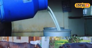 Read more about the article Dairy Business: डेयरी फार्म खुलते ही मालामाल? कम पैसों में शुरू करें बिजनेस; जानें कितना आएगा खर्चा – Uttarakhand News