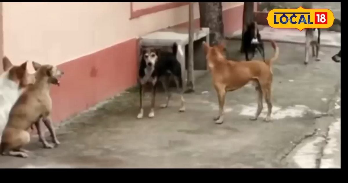 You are currently viewing Dog Bite Treatment: कुत्ता काट ले तो तुरंत क्या करें, क्या न करें, जानें ये 5 जरूरी कदम